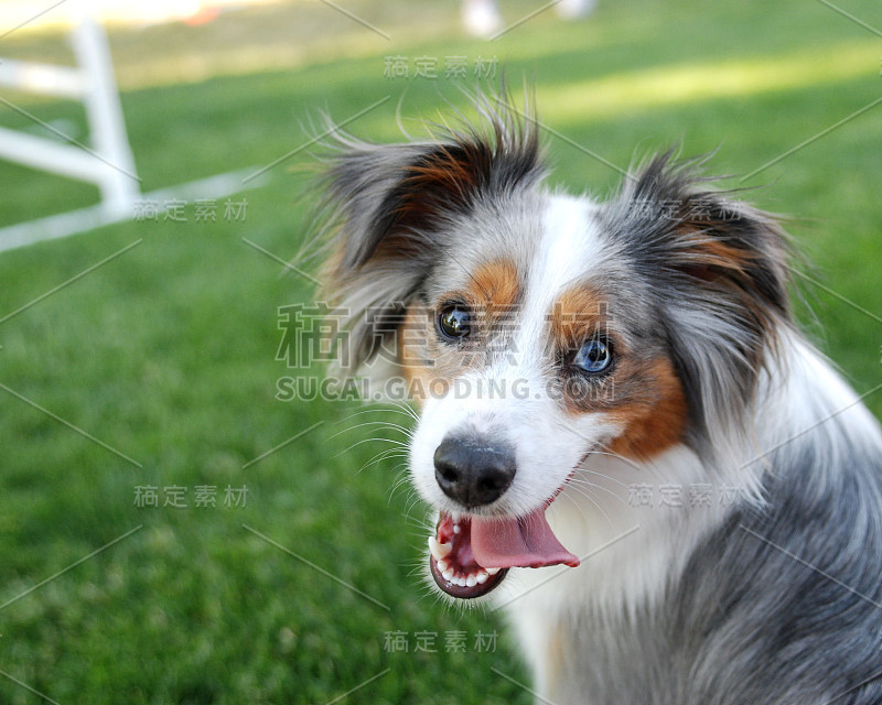 蓝眼睛的边境牧羊犬坐在草地上，耷拉着舌头