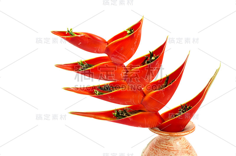 热带螺旋花(heliconia stricta)