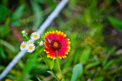 花