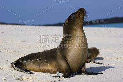 加拉帕戈斯群岛海狮