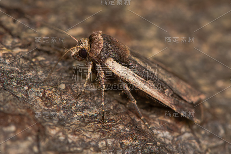 火焰肩(Ochropleura plecta)在树皮上休息