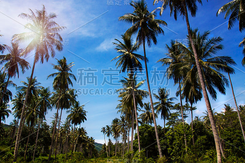 丛林椰子树，泰国，苏梅岛