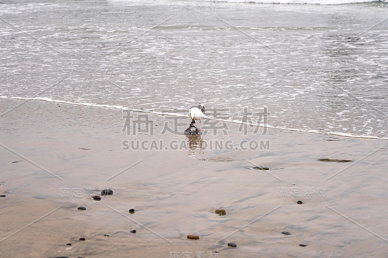 海鸥在吃死鸟