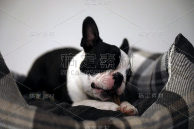 Prebred波士顿梗犬
