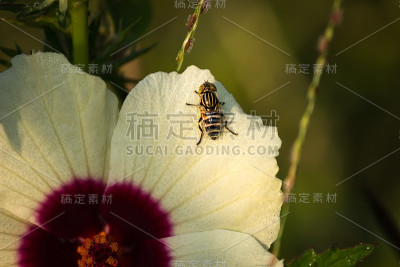 黄粪蝇