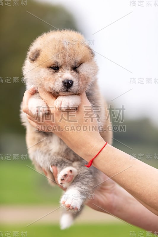 红色日本秋田犬在公园散步