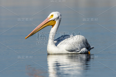 漂浮的白鹈鹕
