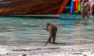 泰国皮皮岛猴子海滩上的猕猴。