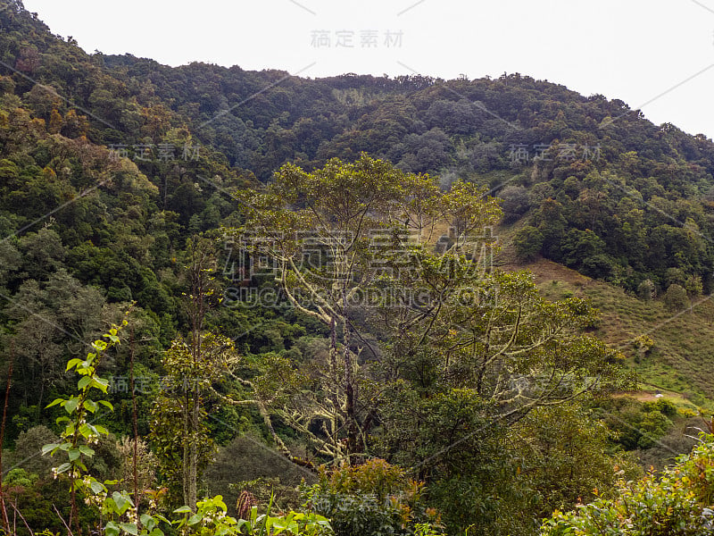 在哥斯达黎加的萨维格雷山谷徒步旅行时，你可以看到死亡谷的热带山地森林。