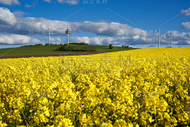 油菜(Brassica napus)田前，有黄色植物小山与农用地。背景是风力涡轮机和输电塔。德国,斯