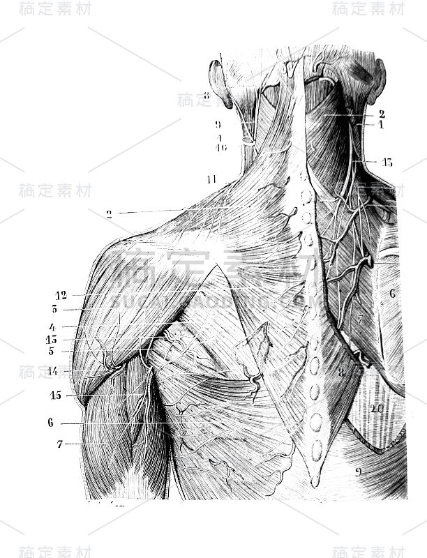 《外科解剖学》旧书中脊椎后区肌肉的第一层，作者是B. Anger, 1869年，巴黎