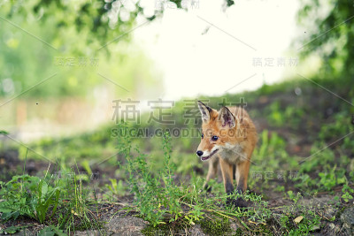 花园里的狐狸