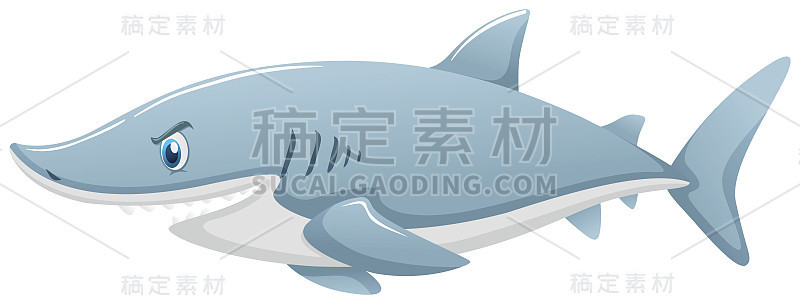 白色背景上的野生鲨鱼