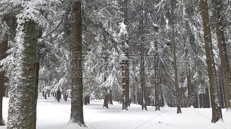 松树上覆盖着积雪