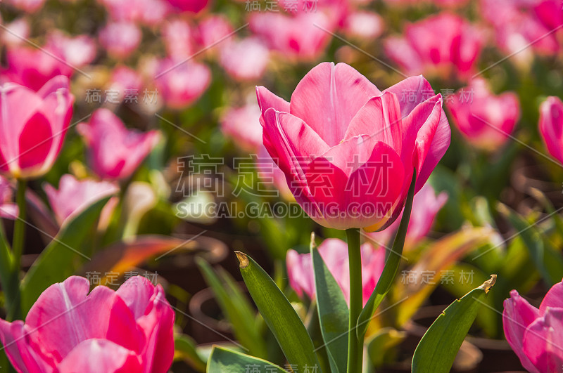 郁金香花近了