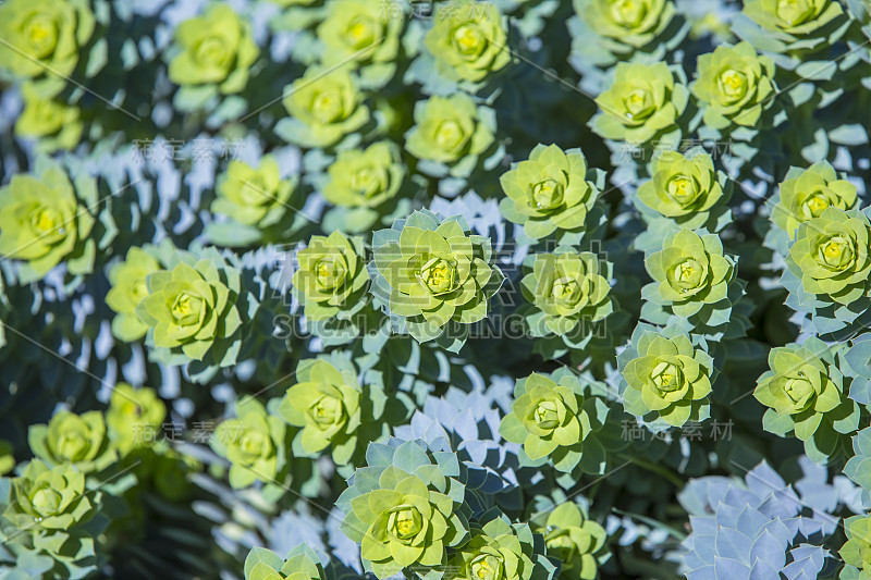 绿色和黄色多肉地毯石玫瑰。花的背景