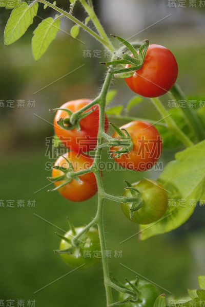 红色的西红柿