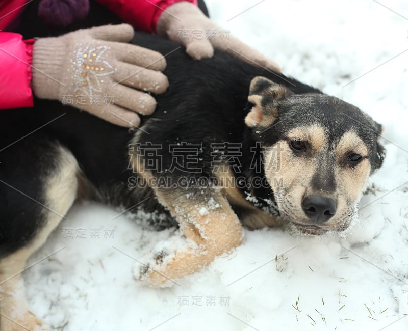 牧羊犬小狗的近照与人的手在雪上