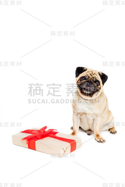 工作室拍摄的哈巴狗与礼盒，孤立在白色