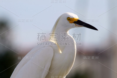 有黄色眼睛的白鹭
