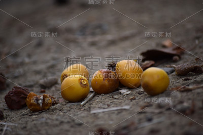 红枣果实香甜，色泽黄澄澄，挂在树上作园食