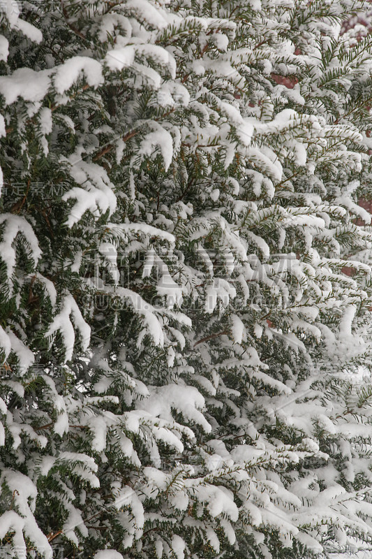 常青树被雪覆盖