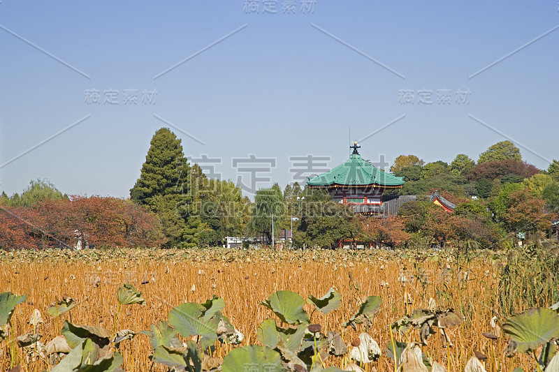 秋天上野池塘