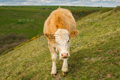 英国多塞特沃斯马特瑞弗斯附近的奶牛