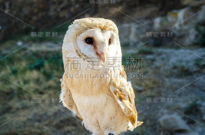 户外白猫头鹰特写