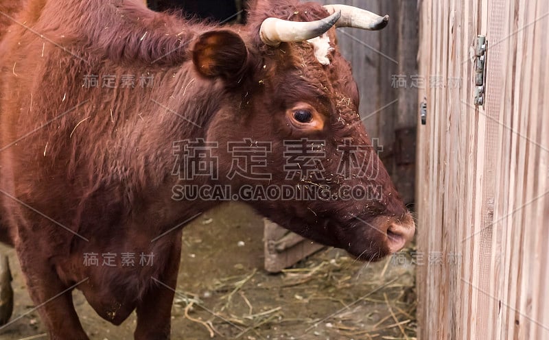 一头红奶牛站在牛棚里，脸上沾着干草屑