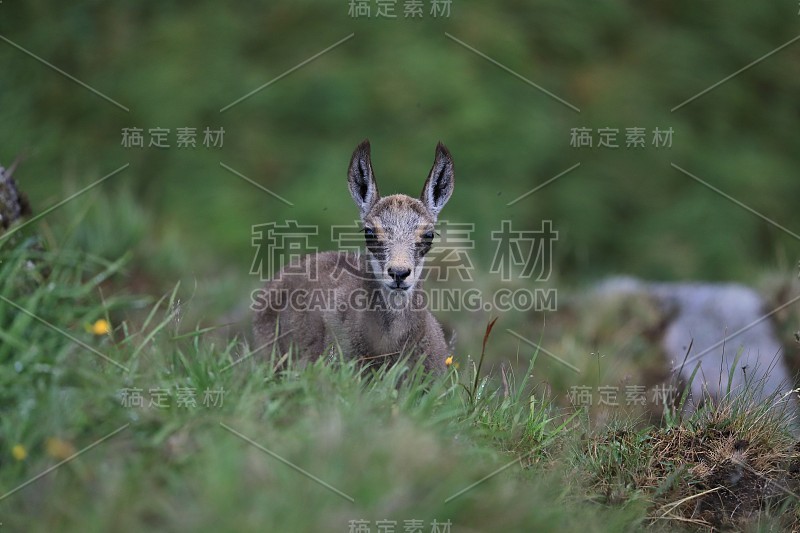 查莫瓦（鲁皮卡普拉鲁皮卡普拉）沃斯盖斯山，法国格姆森沃格森