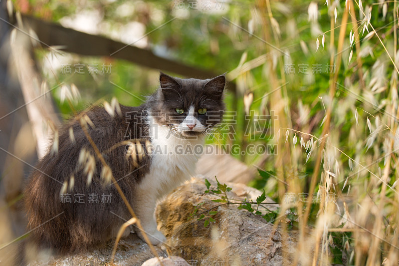 灰白色的猫在阳光灿烂的夏日草地上