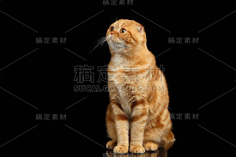 姜苏格兰折耳猫孤立地坐着和抬头看