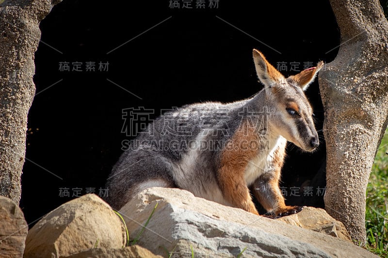 黄脚岩沙袋鼠