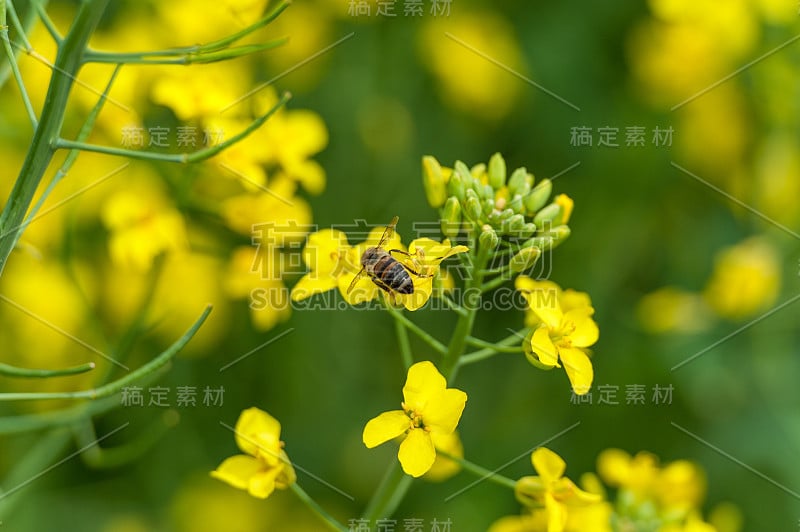 微距拍摄蜜蜂。背景中的油菜田。很模糊。