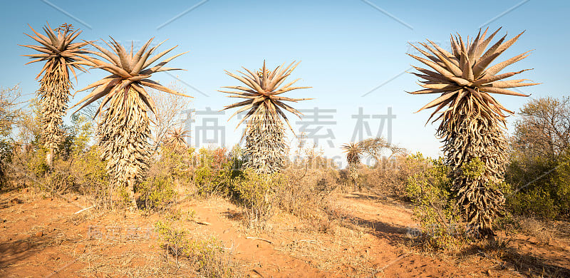 芦荟维拉树博茨瓦纳非洲