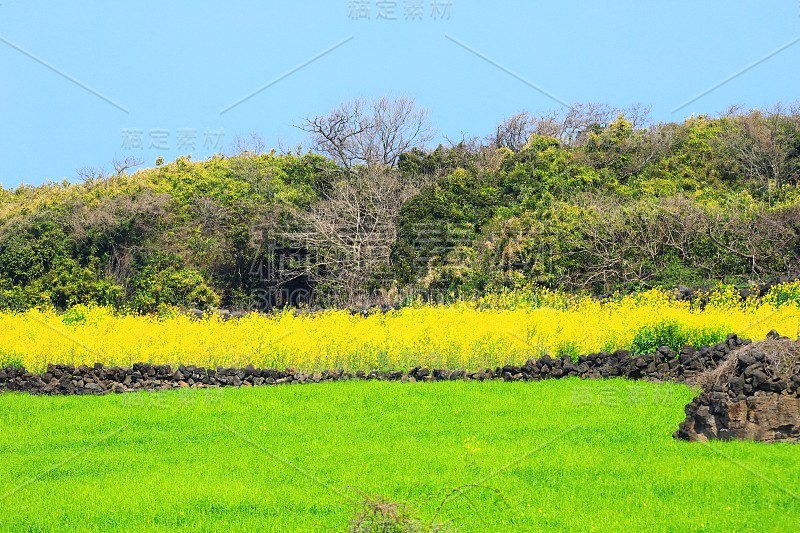 油菜花，田园，春天，山水，农作，田野，