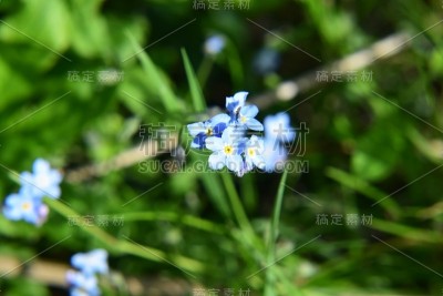 鲜花，勿忘我，蓝色