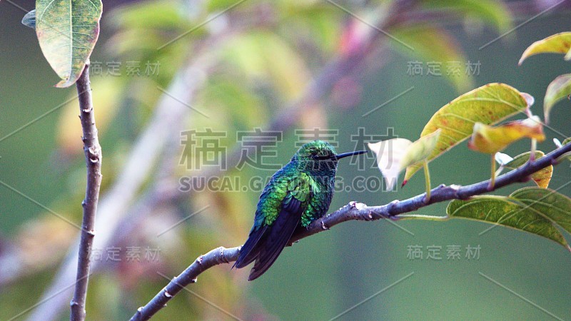 西部祖母绿栖息在灌木丛中