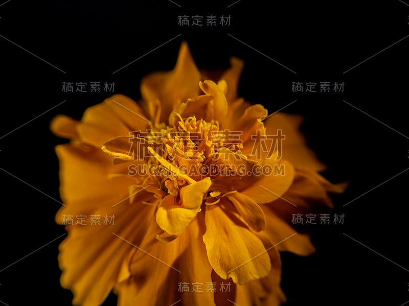 万寿菊花呈黄色，花瓣多