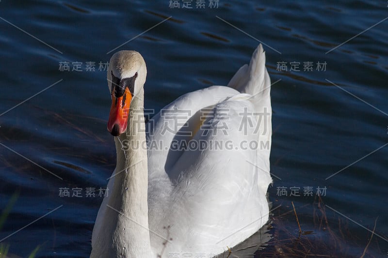 在阳光明媚的白天，天鹅在水中游泳、吃喝