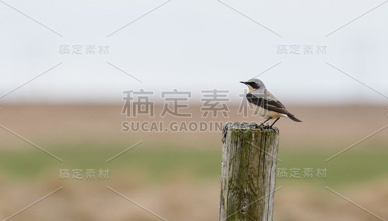 鸟