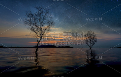 热带海滩上的树，伴着夜空