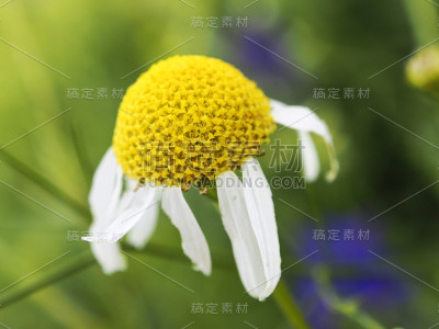雏菊花的背景
