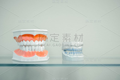 塑料人类牙齿模型和牙齿模型(颌骨模型)放在玻璃架子上，颜色浅