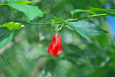 木槿睡觉