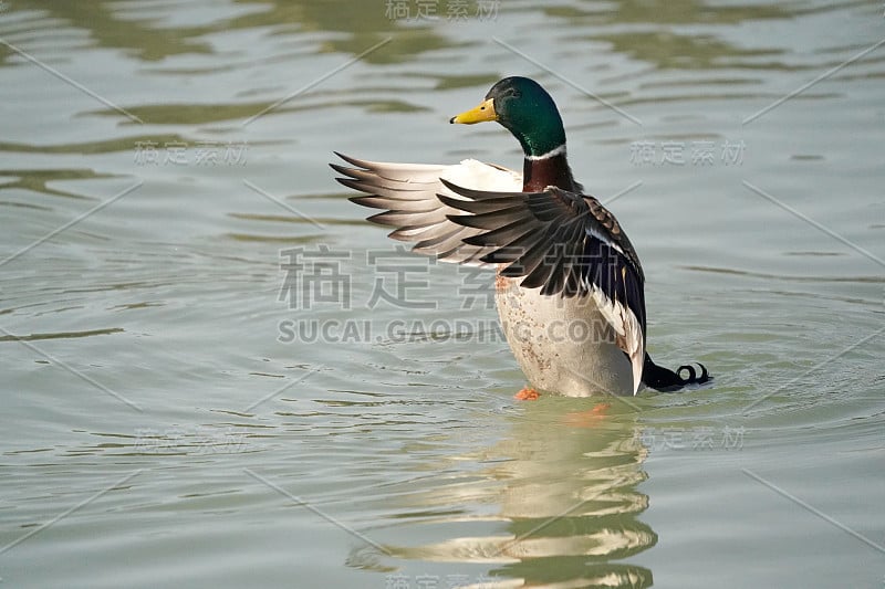 冬天湖边的野鸭