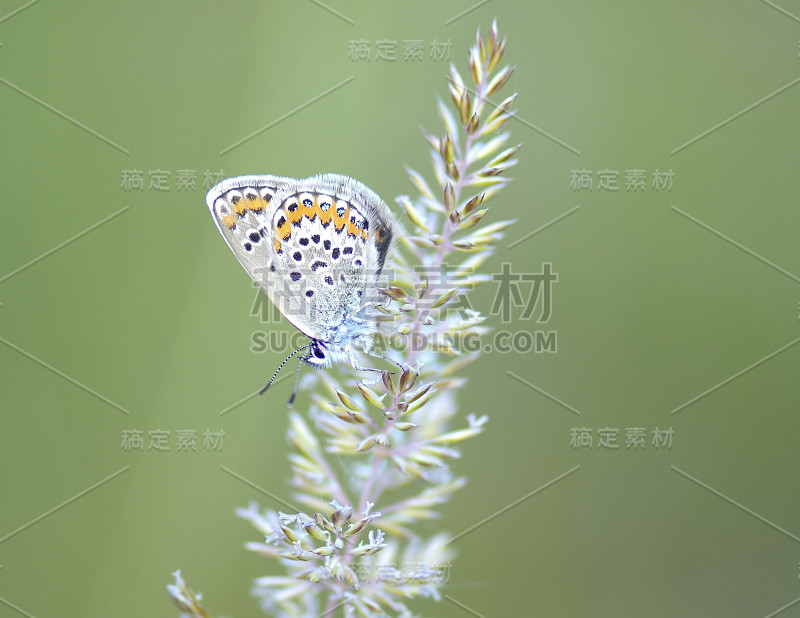 Plebeius Argus Butterfly on a leave(银钉蓝蝴蝶)