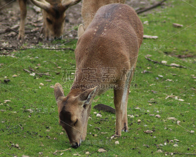 Eld's deer (Panolia eldii)