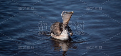 海中的滨鸟